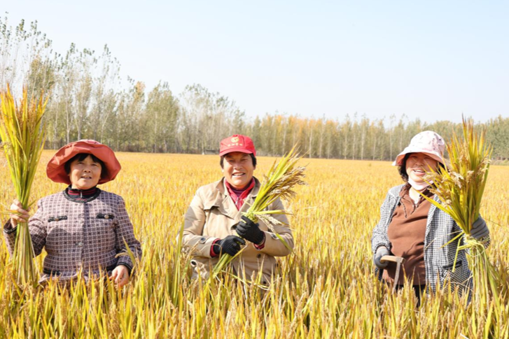 曲阜：香稻滿田疇 振興添動能